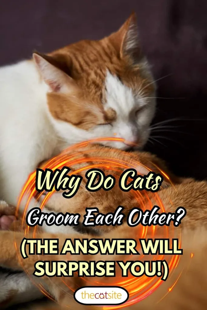 Deux mignons chats pondeurs de couleur blanche et gingembre s'aiment et se lavent. Photo en gros plan de chats se léchant. Concept de souci les uns des autres Pourquoi les chats se toilettent-ils les uns les autres ? (la réponse vous surprendra !)' title=