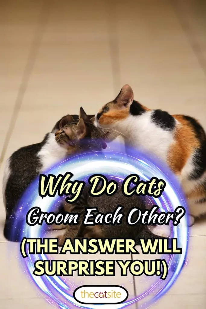 Les chats se toilettent les uns les autres avec un fond naturel doux pour la surface. (Mise au point sélective)' title=