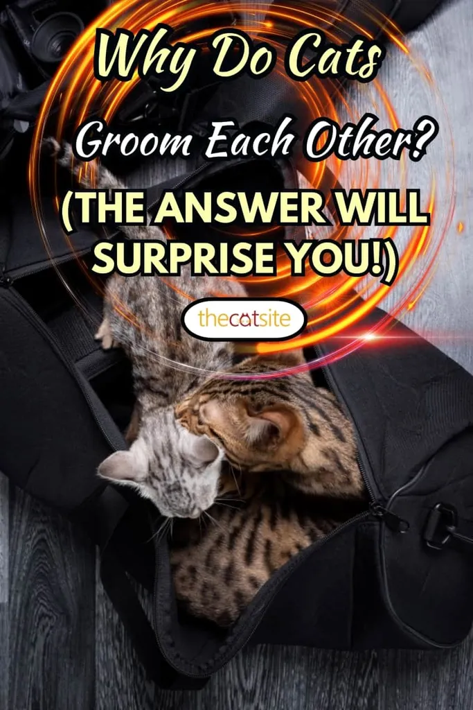 vue de dessus de deux chatons bengal se relaxant dans un sac photo noir se toilettant' title=