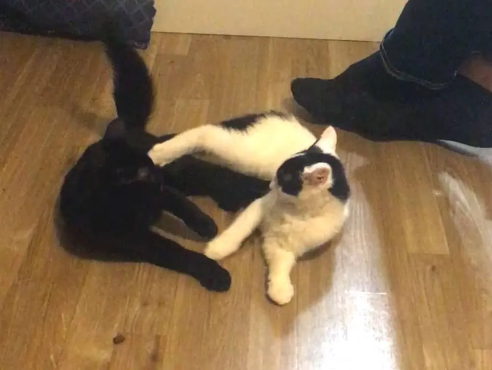 Bojují moje kočky nebo si hrají? [Odpovězeno]' title=