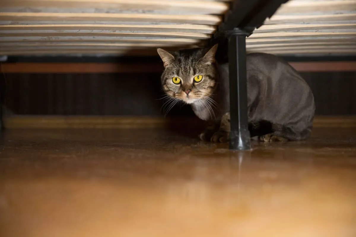 Jak nakłonić kota do wyjścia z ukrycia? [Odpowiedział]' title=