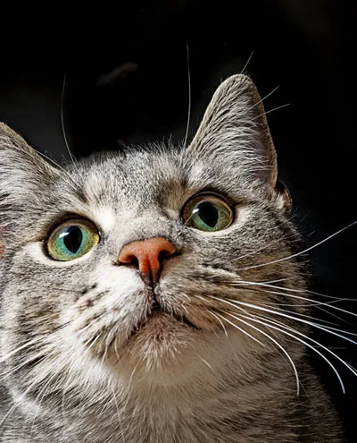 Os gatos são noturnos? Entender isso pode ajudá-lo a evitar que seu gato te acorde à noite, impedir que meu gato me acorde' title=