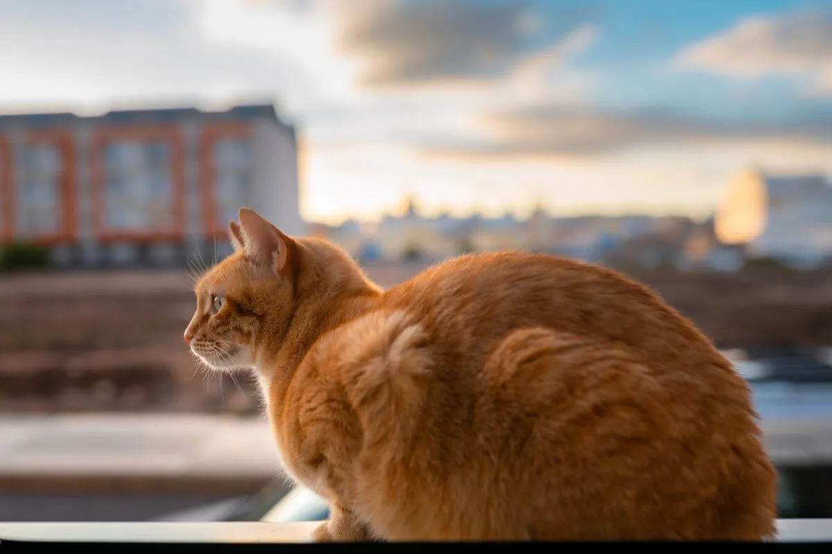 Como impedir que meu gato me acorde à noite (plano passo a passo)' title=