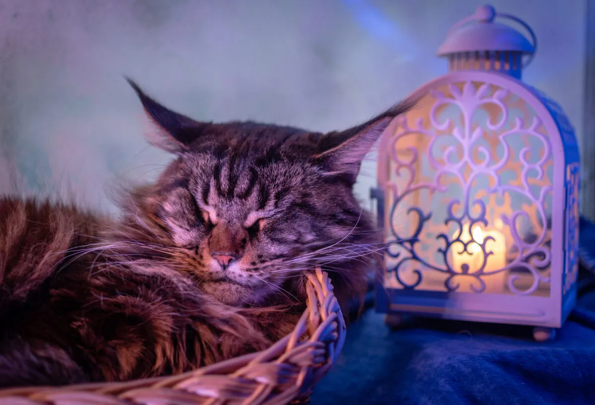 Como impedir que meu gato me acorde à noite (plano passo a passo)' title=