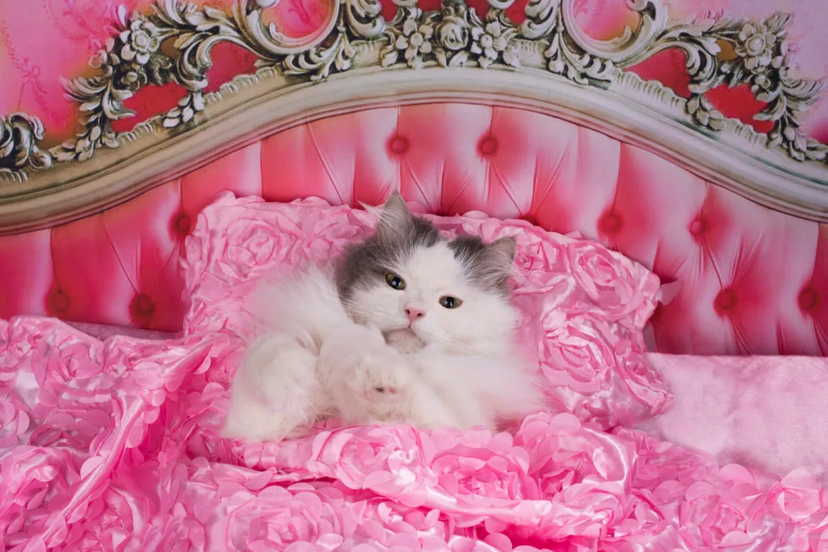 Como impedir que meu gato me acorde à noite (plano passo a passo)' title=