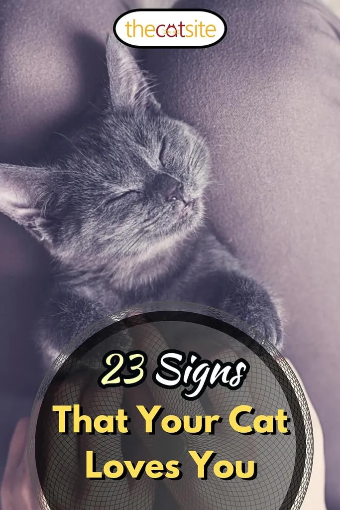 Sweet Kitten drema' title=