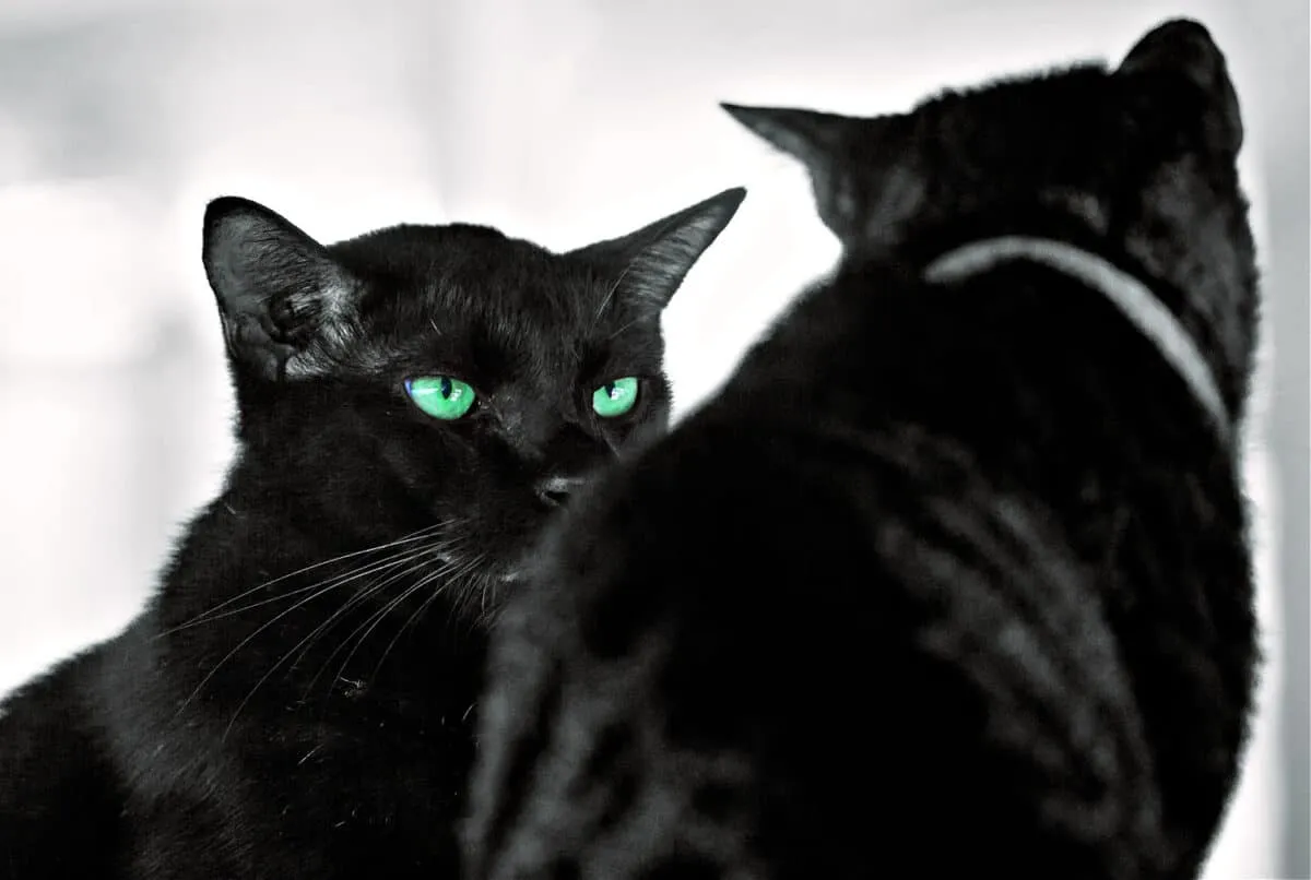 Postaju li mačke ljubomorne? (I što učiniti u vezi s tim kada učine)