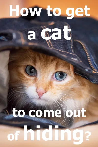 Kako pripraviti mačko, da pride iz skrivališča? [odgovorjeno]