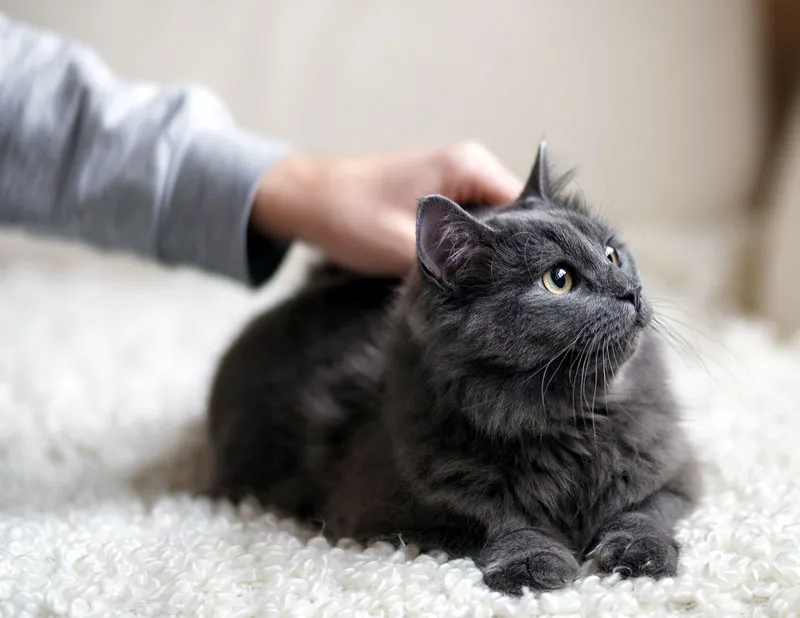 Hvorfor kan katte lide at blive kælet?' title=