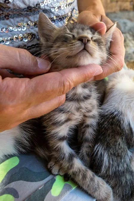 Hvorfor nyder katte en hagegnidning?' title=