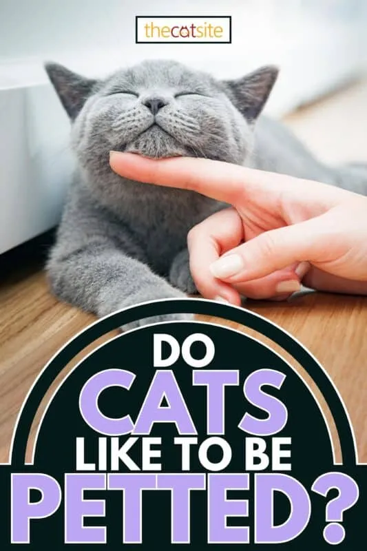 Glad killing kan lide at blive strøget af kvindehånd Kan katte lide at blive kælet?' title=