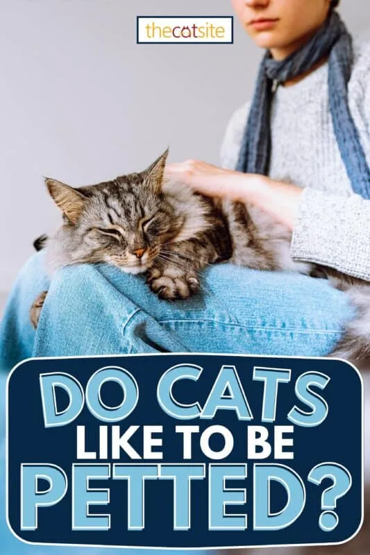 Den fluffy tabby-kat sover på skødet af en ung pige. Kan katte lide at blive kælet?' title=