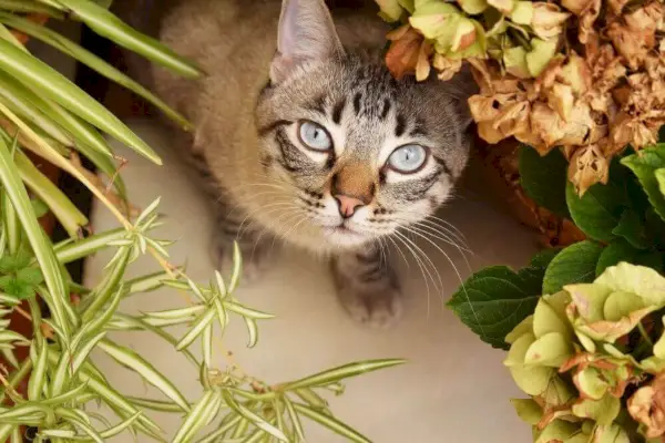 Katze umgeben von Blumen