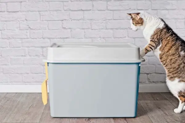 Das Bild zeigt eine Katzentoilette mit Zugang von oben, die so gestaltet ist, dass sie den Katzen Privatsphäre bietet, gleichzeitig Streureste aufhält und sowohl den Katzen als auch ihren Betreuern Komfort bietet.