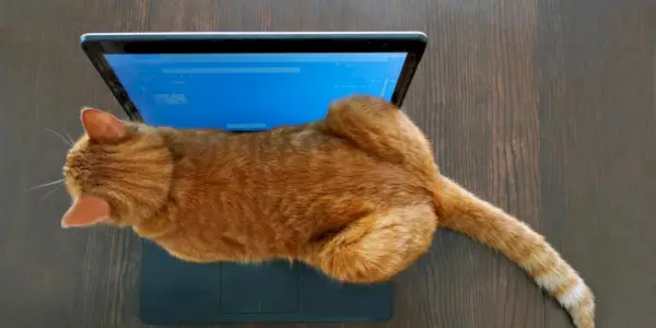 Bild einer Katze, die auf einer Laptoptastatur sitzt und eine Mischung aus Neugier und Kameradschaft in einer modernen Umgebung verkörpert.