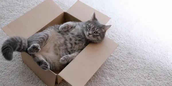 Imagen que ilustra el fenómeno de por qué a los gatos les gustan las cajas, mostrando un gato.