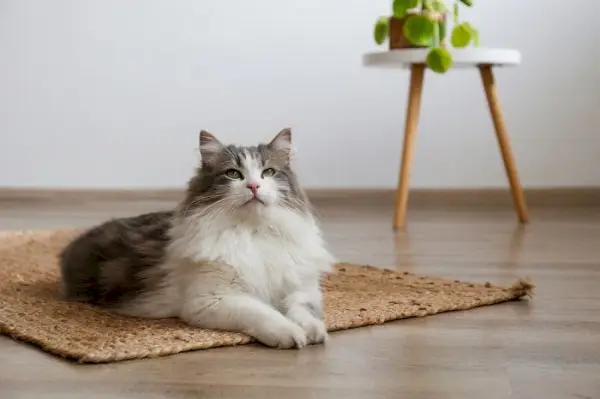 Die Katze sitzt anmutig auf einem Teppich und verkörpert ein Gefühl von Ruhe und Eleganz in ihrer Umgebung.