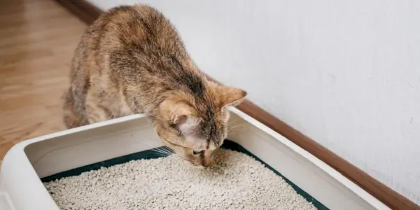 Une image capturant un chat curieux près d’un bac à litière, se livrant à l’acte de sentir et d’enquêter sur son environnement.