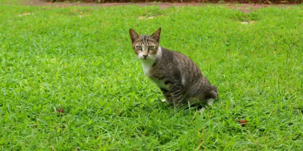 Uma imagem que ilustra um gato urinando em um jardim.