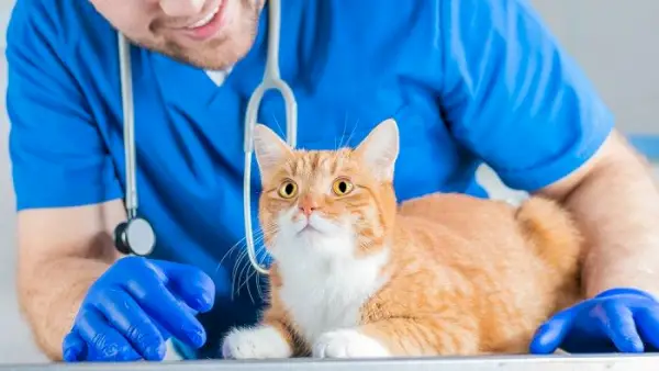 Veterinário olhando para um gato