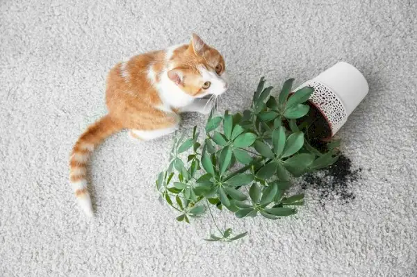 Katt veltet en potteplante