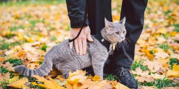 imagem em destaque de problemas comportamentais de gatos