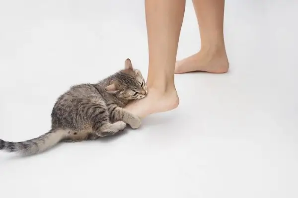 Un travieso gato atigrado naranja con ojos muy abiertos y boca abierta, participando en una actividad juguetona.