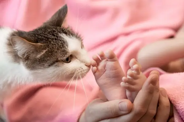 Szívmelengető jelenet, amely egy kíváncsi macska és egy pár apró baba lábának gyengéd interakcióját mutatja be, ahogy a macska kíváncsian megszagolja őket, a baba pedig csodálkozva figyeli.