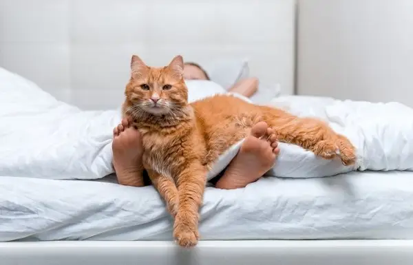 Un gato enérgico saltando y jugando con entusiasmo con una persona.