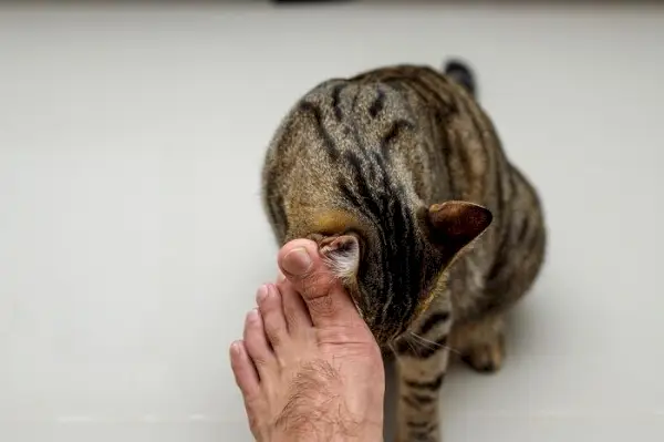 Un gato de aspecto aburrido descansando cómodamente, con un toque de desinterés en su expresión, capturando la esencia de un momento de ocio felino.