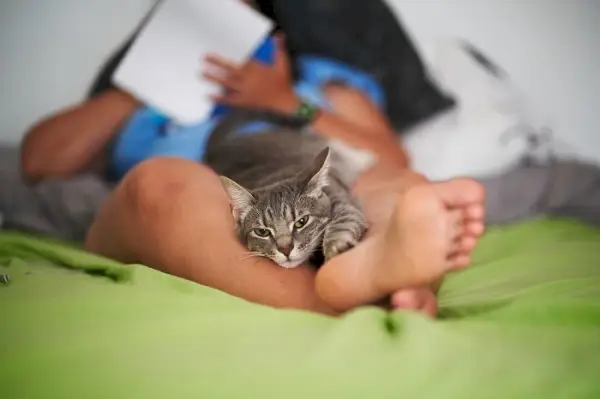 Un chat content se reposant confortablement entre une personne