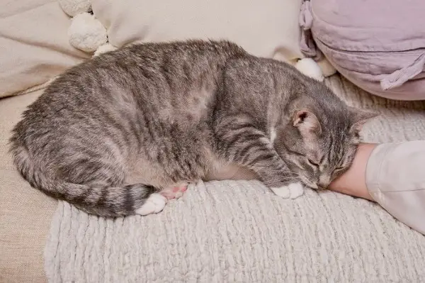 Una escena tranquila que muestra a un gato durmiendo cómodamente entre una persona.