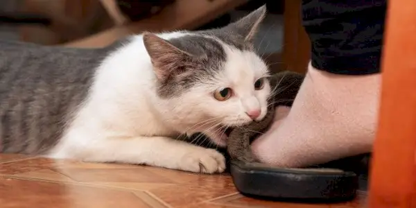 Un adorable gato gris y blanco mordisquea juguetonamente a una persona