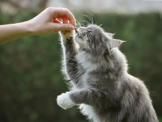 A képen Maine Coon macskák láthatók.