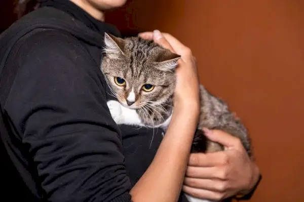 Das Bild zeigt wahrscheinlich eine Katze, die Anzeichen von Trennungsangst zeigt.