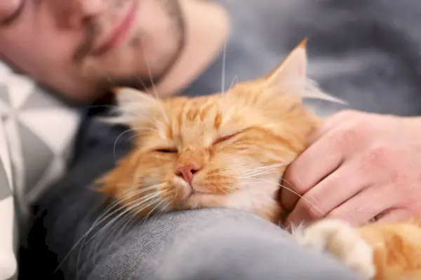 Una scena tranquilla si svolge mentre un gatto dorme pacificamente.