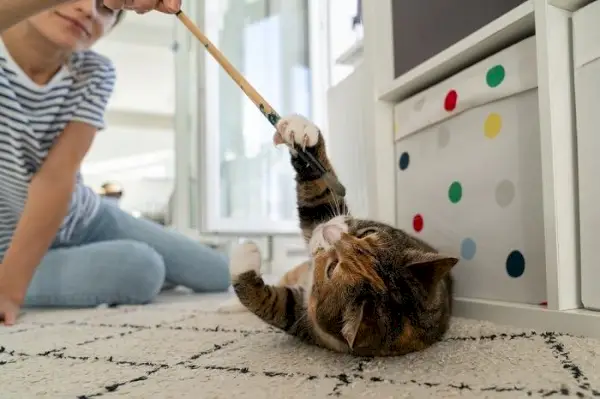 Eine Katze spielt mit einer Frau und veranschaulicht eine interaktive und spielerische Interaktion zwischen einer Katze und ihrer Pflegerin.