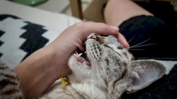 Un gatto che gioca e morde un essere umano, mostrando il tipico comportamento di gioco felino.