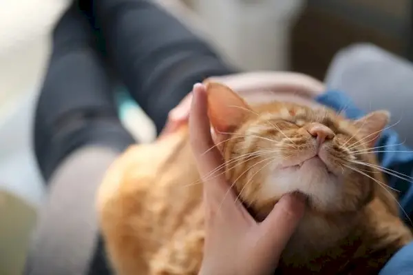 En person som smeker en brun tabby katt, illustrerar handlingen att försiktigt klappa och binda sig till ett kattdjur.