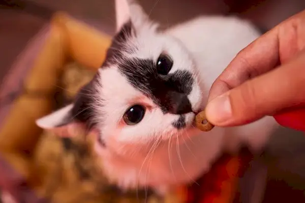 Snack per gatti, una ricompensa speciale per i compagni felini come parte della loro dieta e addestramento.