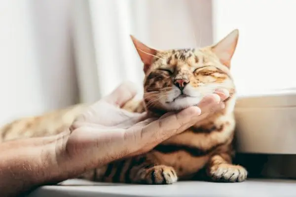 En person som smeker en bengalisk katt, visar handlingen att skonsamt klappa och binda sig till denna unika kattras.