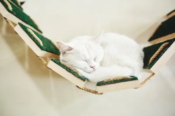 棚の上で安らかに眠る猫。猫の一般的な休憩場所を示しています。