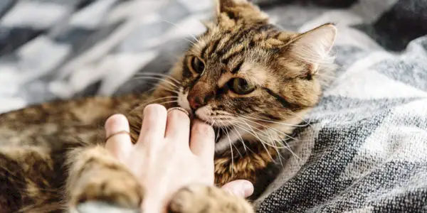 Uma imagem relacionada à agressão de carinho em gatos, destacando um problema de comportamento que alguns felinos podem apresentar durante o carinho ou o manuseio.