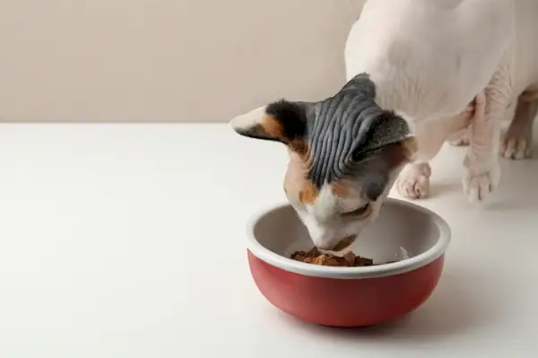 Gato consumindo alimentos ricos em proteínas.