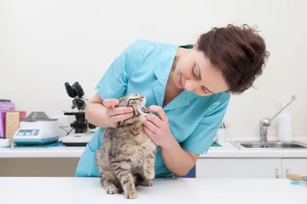 Imaginea sugerează o scenă a unei pisici care primește un examen oral veterinar, subliniind importanța sănătății orale pentru bunăstarea felinei.