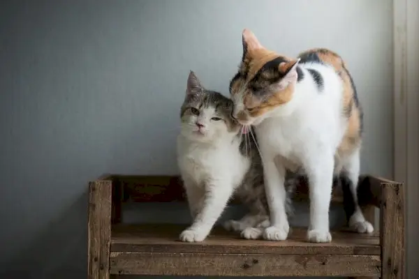 Bilden visar en sammanställning av bedårande kattbilder, som framhäver charmen och tilltalandet av kattkompisar.