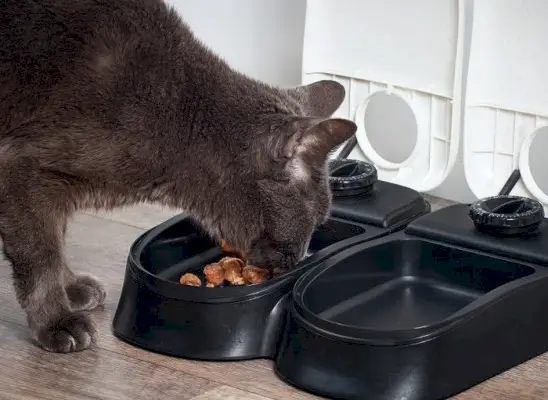 Chat mangeant de la nourriture sèche dans un bol.