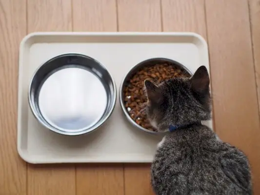 Chat concentré mangeant son repas.