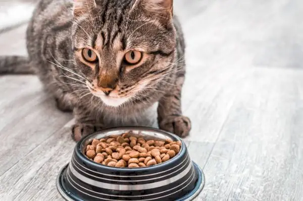 Oplettende kat tijdens het eten.