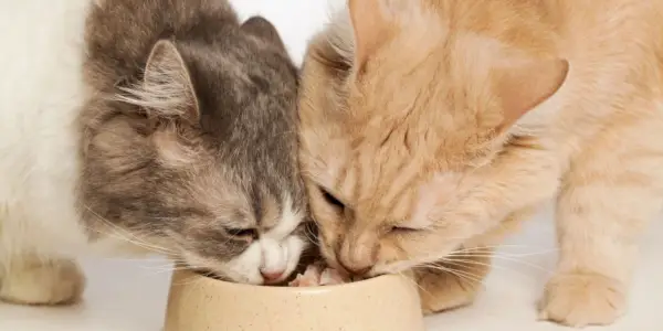 A imagem capta um momento harmonioso de dois companheiros felinos saboreando uma refeição juntos.